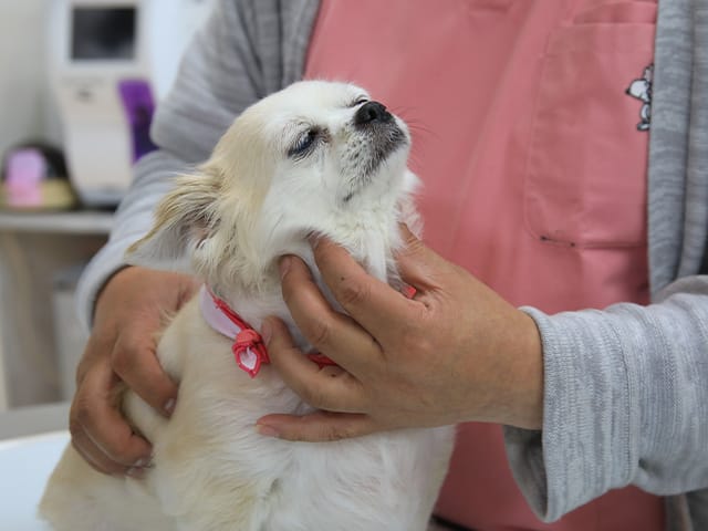 目を瞑っている犬