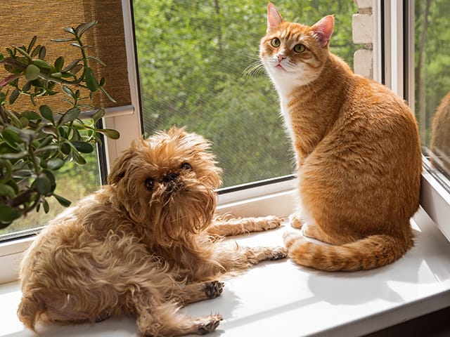 犬と猫